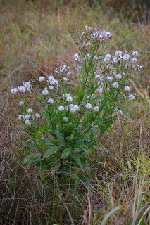 Erechtites hieracifolia, Pilewort