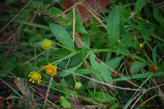 Helenium autumnale, Common Sneezeweed