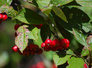 Pyrus arbutifolia, Aronia arbutifolia Red Chokeberry