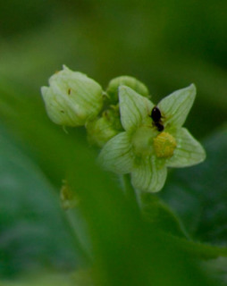 Sicyos angulatus, One-seeded Bur Cucumber