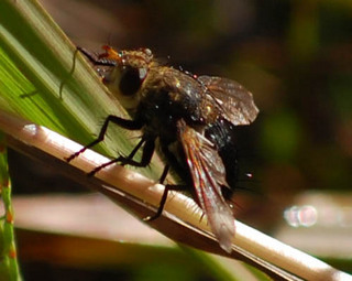 Archytas apicifer, Tachnid Fly