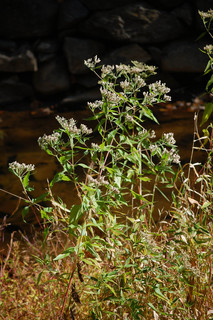 Eupatorium serotinum, Late-blooming Thoroughwort