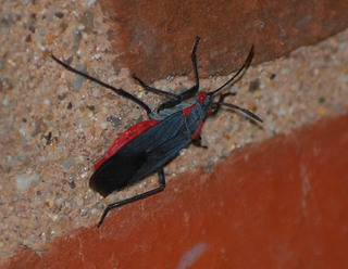 Jadera haematoloma, Red-shouldered Bug