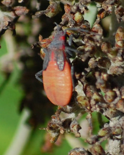 Jadera haematoloma, nymph- Red-shouldered Bug