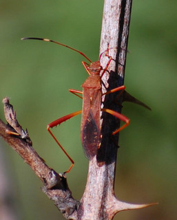 Megalotomus quinquespinosus, Broad-headed Bug