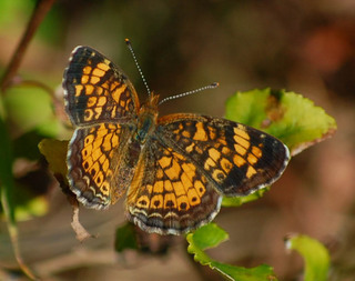 Phyciodes tharos, Pearl Crescent F