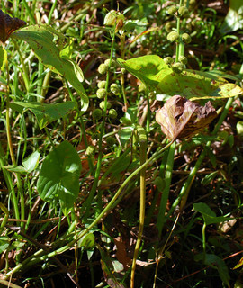 Sagittaria latifolia, Arrowhead seed spike