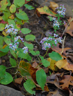 Symphyotrichum cordifolium, Heart-leaved Aster