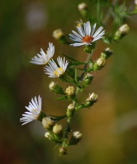 Symphyotrichum pilosum, Awl or Frost Aster