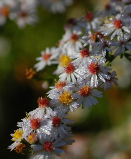 Symphyotrichum racemosum, Small White Aster