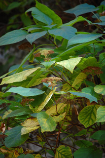 Hydrangea arborescens, Wild Hydrangea