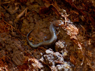 Plethodon cinereus, Lead-back Salamander