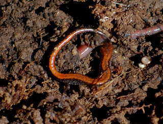 Plethodon cinereus, Red-back Salamander