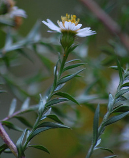 Symphyotrichum pilosum, Awl or Frost Aster