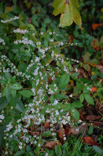 Symphyotrichum racemosum, Aster vimineus var. racemosum- Small White Aster
