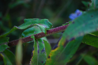 Symphyotrichum puniceum, Bristly Purple-stalked Aster