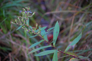 Symphyotrichum puniceum, Bristly Purple-stemmed Aster