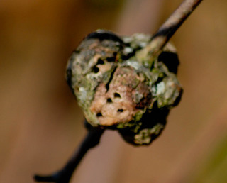 Callirhytis punctata, Gouty Oak Gall on Pin Oak