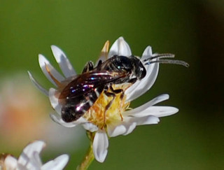 Lasioglossum fuscipenne M- Sweat Bee