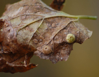 Pachypsylla celtidis-mamma, Nipple Gall on Hackberry