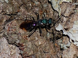 Platylabus clarus, Ichneumonid wasp