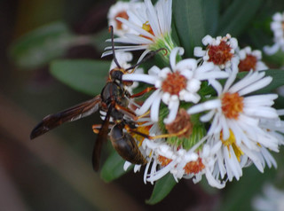 Polistes metricus, male Paper Wasp