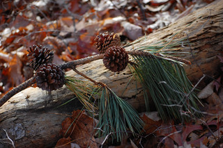 Pinus rigida, Pitch Pine