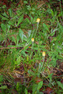 Hieracium pilosella, Mouse-ear Hawkweed