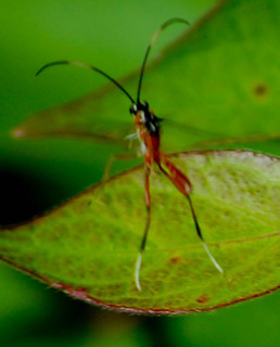 Messatoporus rufiventris, Ichneumonid Wasp