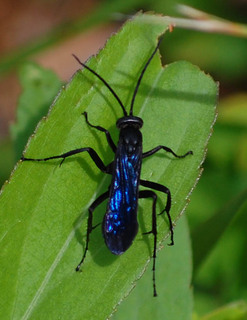 Anoplius depressipes, Blue-black Spider Wasp