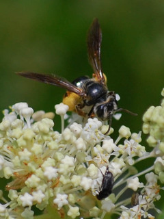 Andrena crataegi, Hawthorn Andrena