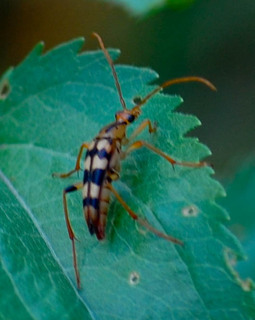 Strangalia luteicornis, Flower Longhorn Beetle