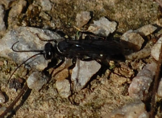 Episyron biguttatus, Spider Wasp female