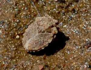 Gelastocoris oculatus, Toad Bug