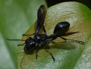 Isodontia apicalis, or Isodontia mexicana Grass-Carrier Wasp