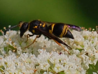 Ancistrocerus campestris, Mason Wasp