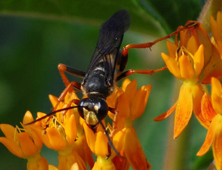 Sphex nudus, Katydid Wasp