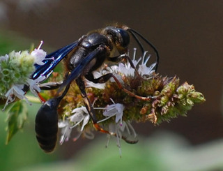 Sphex nudus, Katydid Wasp