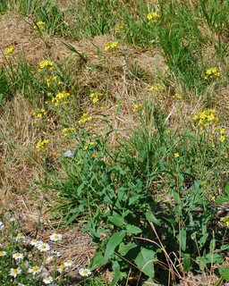 Brassica campestris, Field Mustard