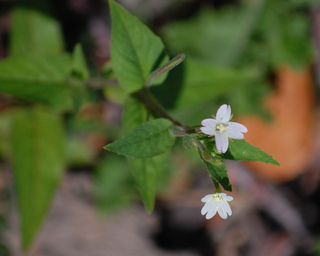 Epilobium minutum, Small-flowered Willowherb