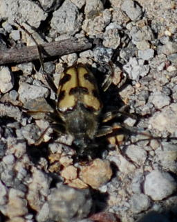 Judolia instabilis, Flower Longhorn Beetle