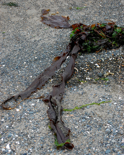 Alaria marginata, Winged Kelp or Wakame