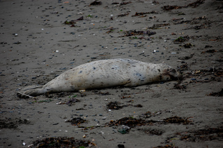 Phoca vitulina, Pacific Harbor Seal