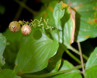 Maianthemum dilatatum, False Lily-of-the-Valley