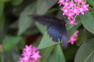 Papilio rumanzovia, Scalet Mormon