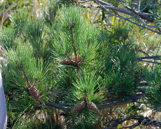 Pinus thunbergii, Japanese Black Pine