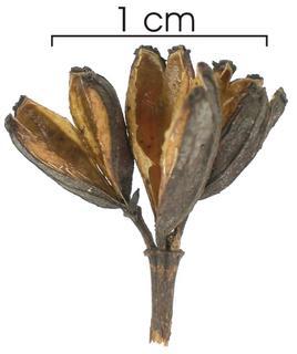 Calycophyllum candidissimum capsule