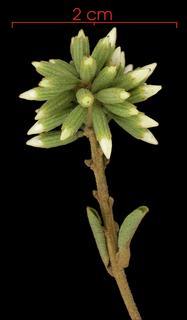 Cordia alliodora flower-bud