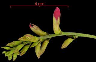 Dioclea rosea flower-bud cluster