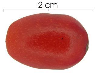 Desmoncus orthacanthos fruit